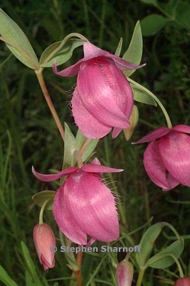 calochortus amoenus 7 graphic